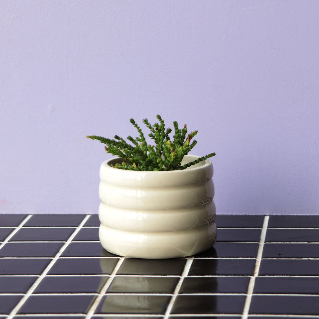 Marshmallow Planter