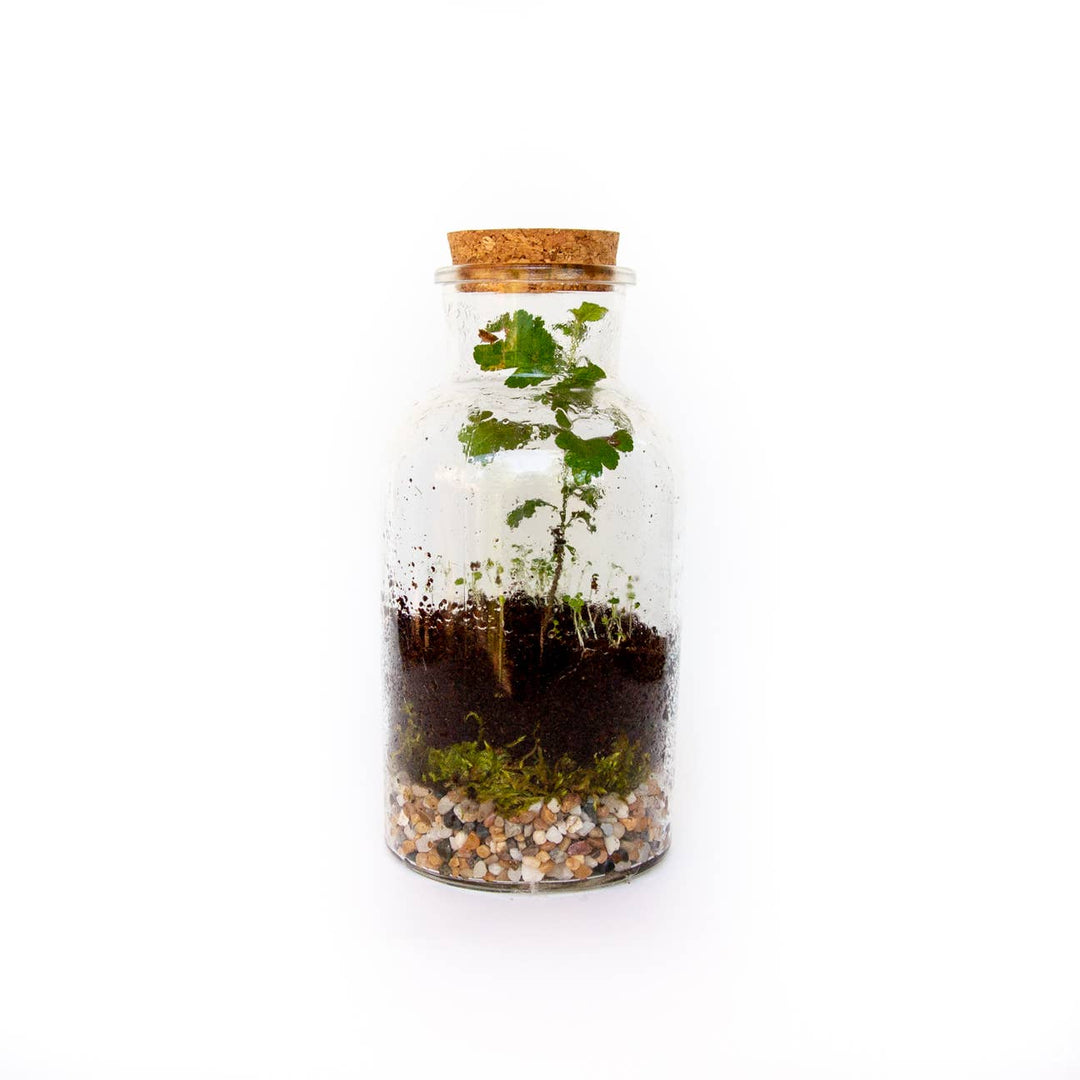 DIY Terrarium Kit