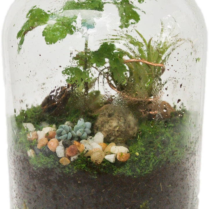 DIY Terrarium Kit