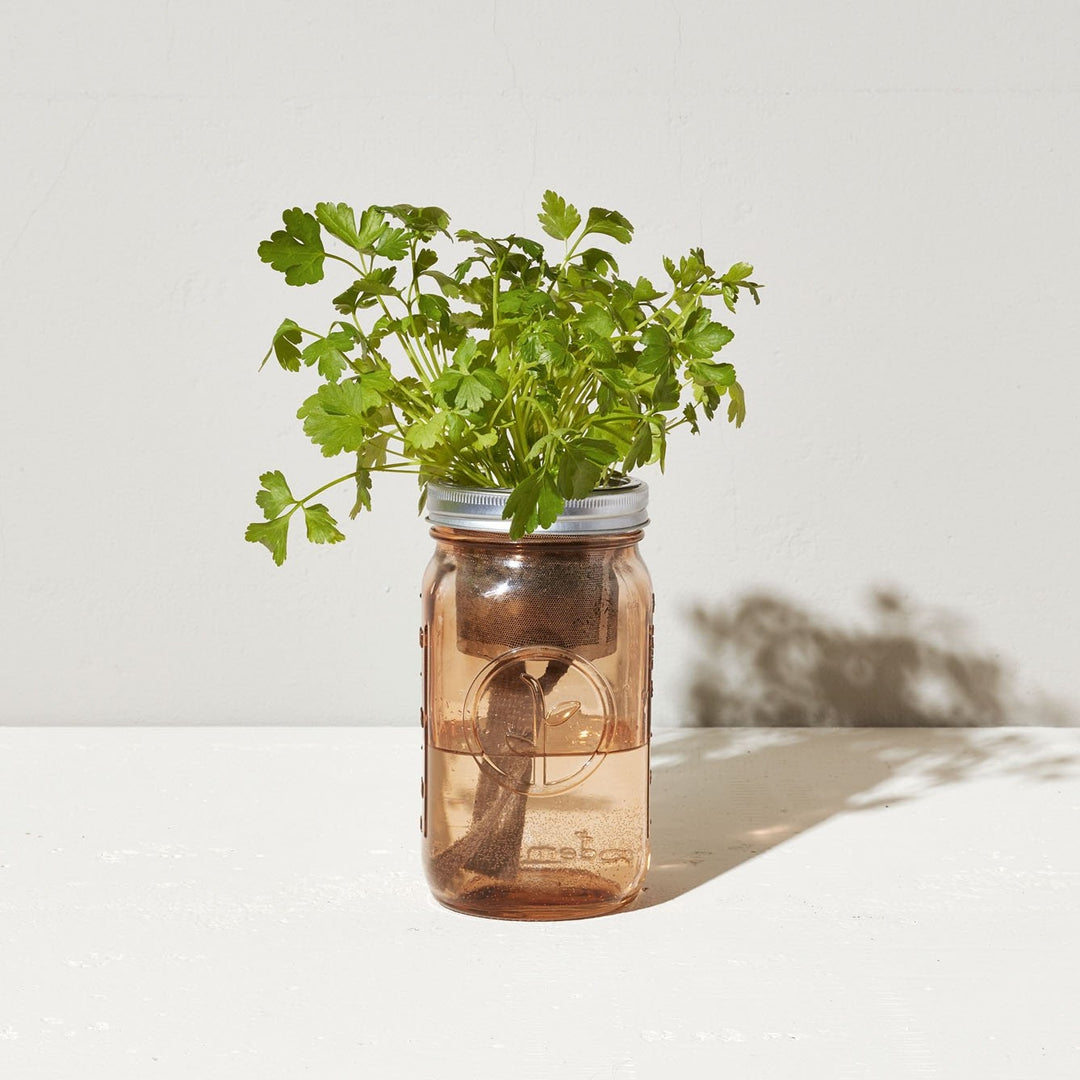 Garden Jar- Parsley