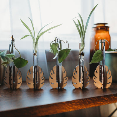 Monstera Propagation Station
