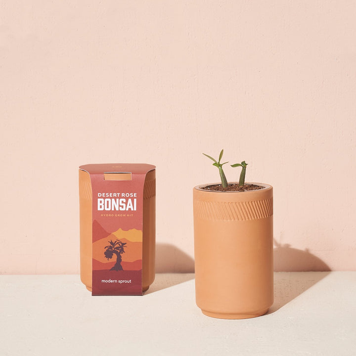 Desert Rose Bonsai Grow Kit