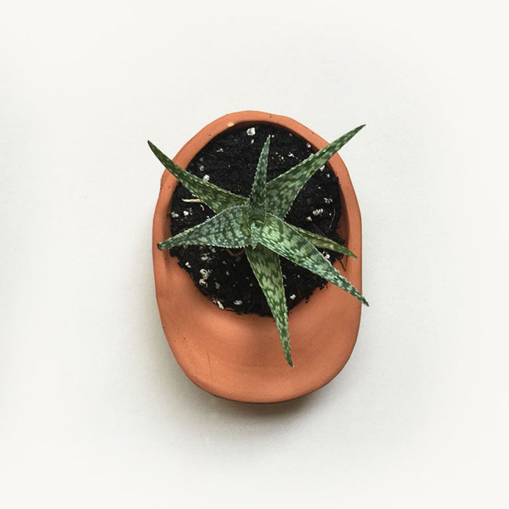 Hat Planter