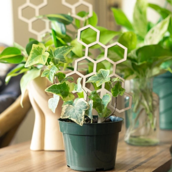 Honeycomb Plant Trellis